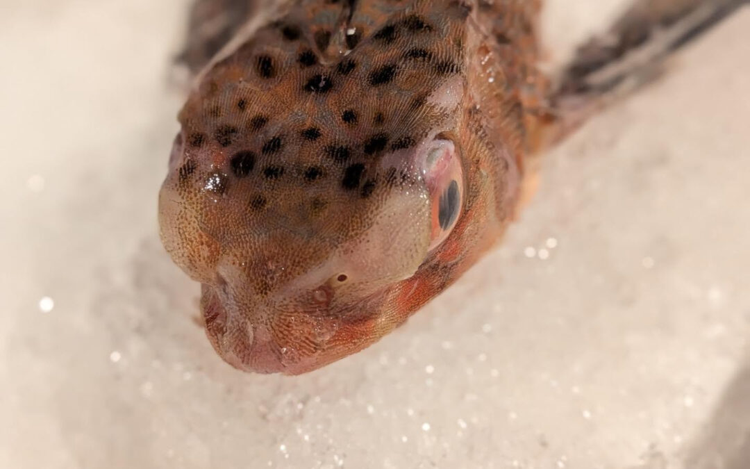 長崎県・五島列島から、ちょっと珍しい魚が届きました